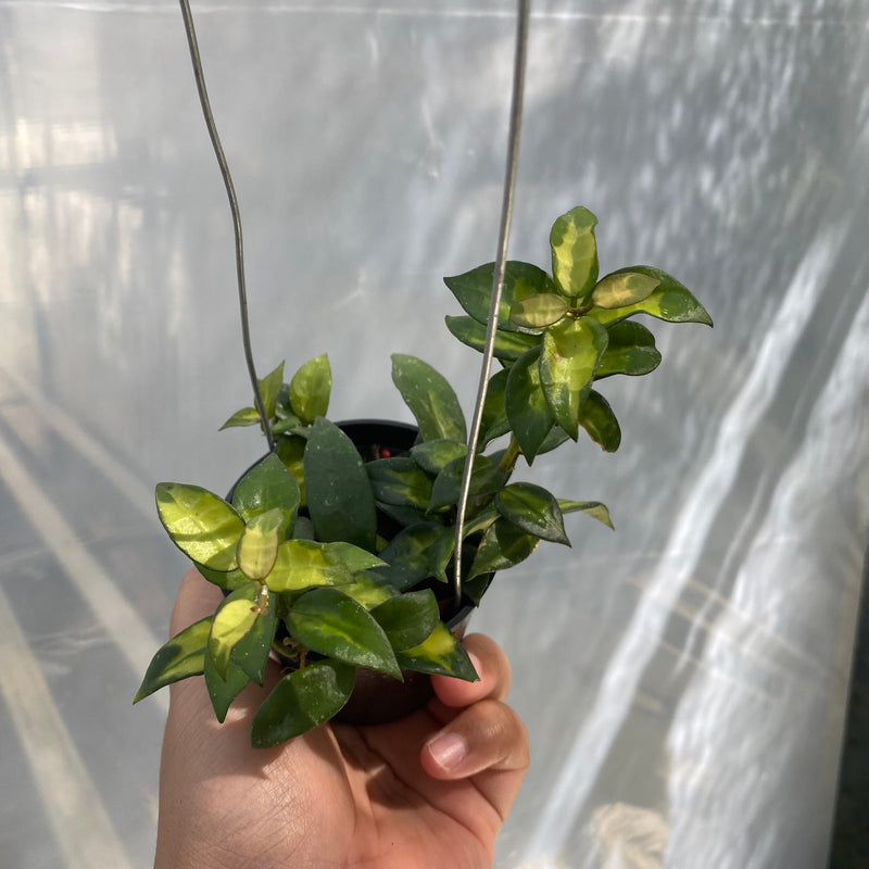 🎁 Hoya Lacunosa Agni (100% off)