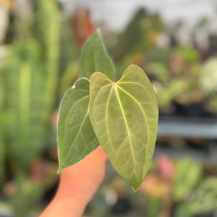 Anthurium FortSherman x Zara Michelle