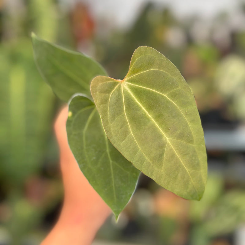 Anthurium FortSherman x Zara Michelle