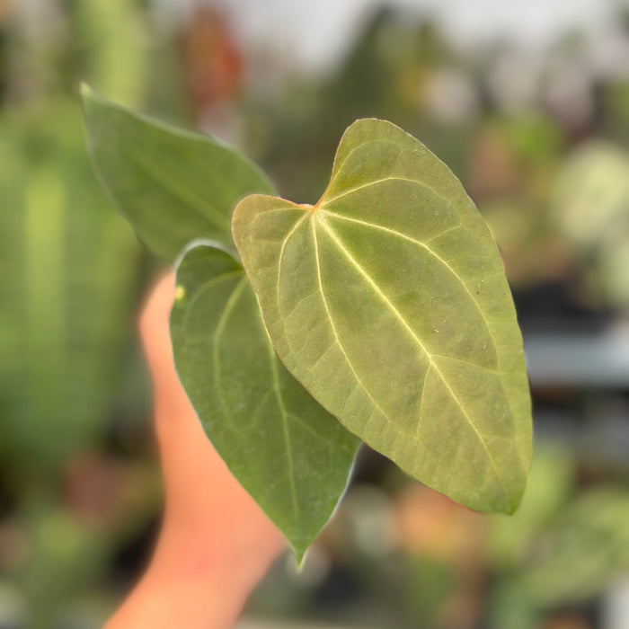 Anthurium FortSherman x Zara Michelle