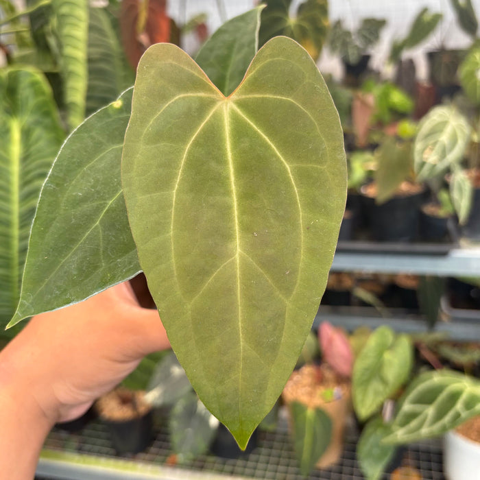 Anthurium FortSherman x Zara Michelle