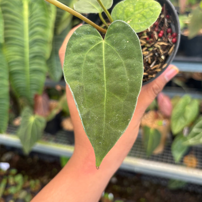 Anthurium FortSherman x Zara Michelle