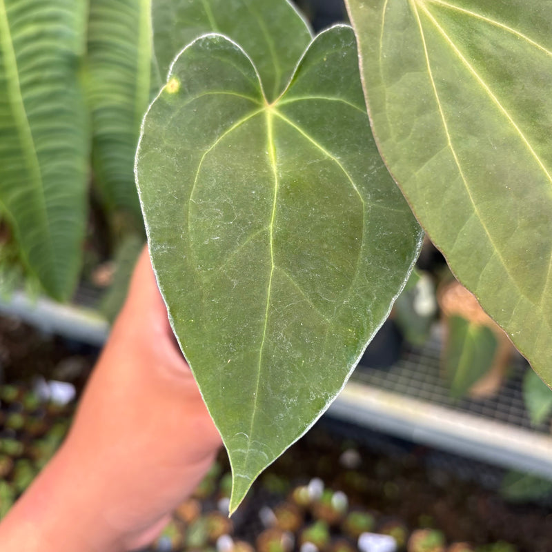 Anthurium FortSherman x Zara Michelle