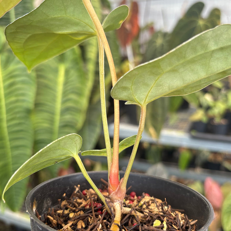Anthurium FortSherman x Zara Michelle