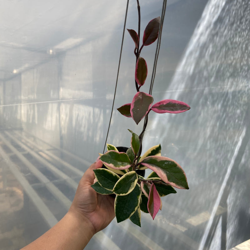 Hoya Carnosa Purple Pride