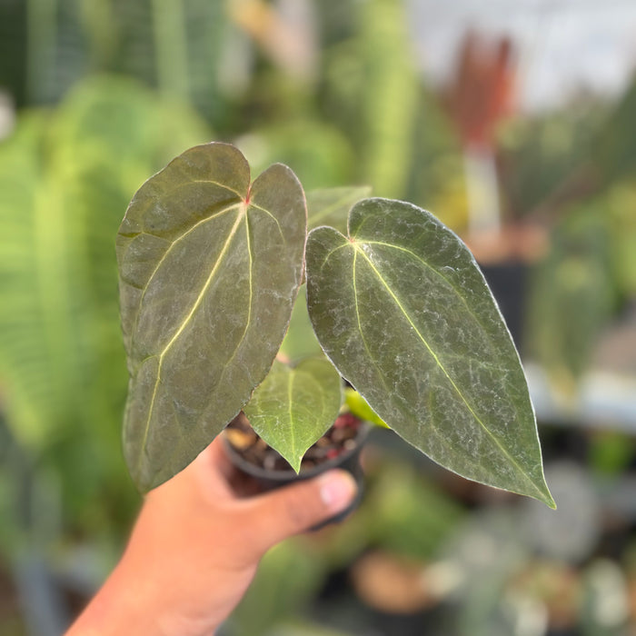 Anthurium FortSherman x Red Crystallinum