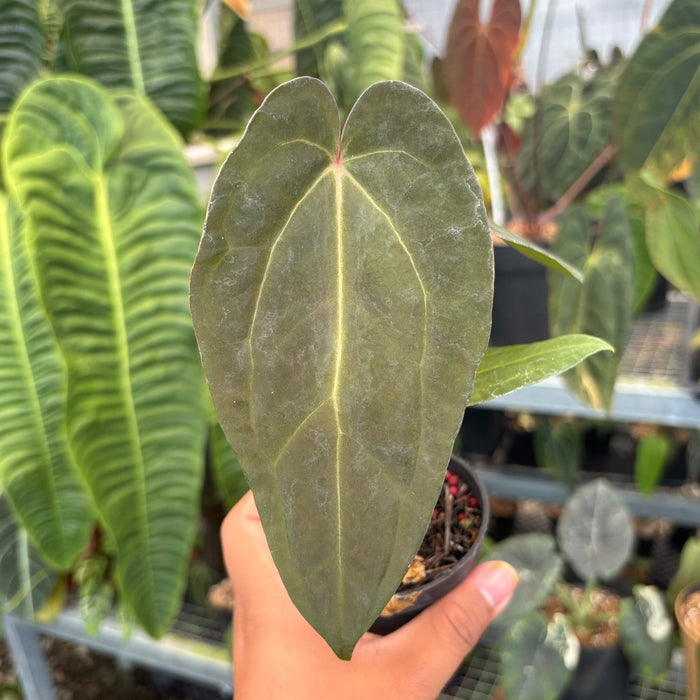 Anthurium FortSherman x Red Crystallinum