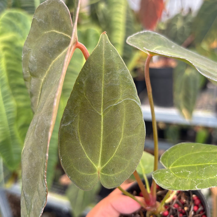 Anthurium FortSherman x Red Crystallinum