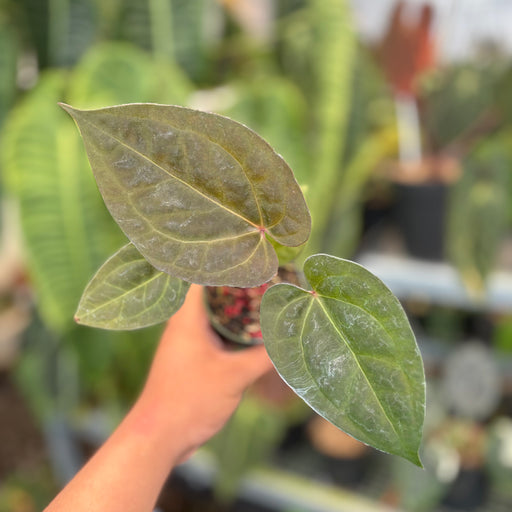 anthurium dark night Anthurium Night Queen x Red Crystal — Aroidasia