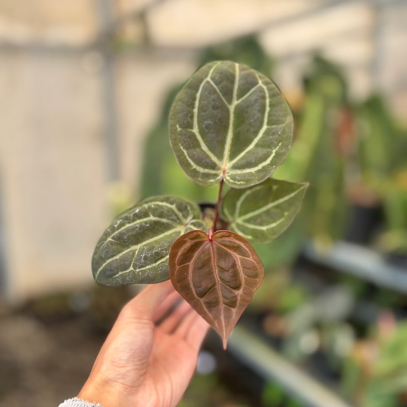 Anthurium Michelle x BVIT ZM Red