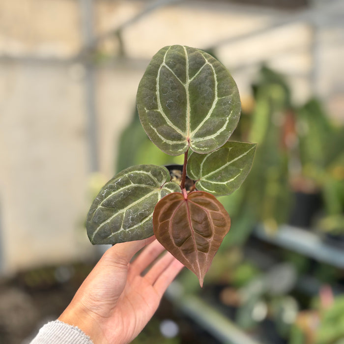 Anthurium Michelle x BVIT ZM Red