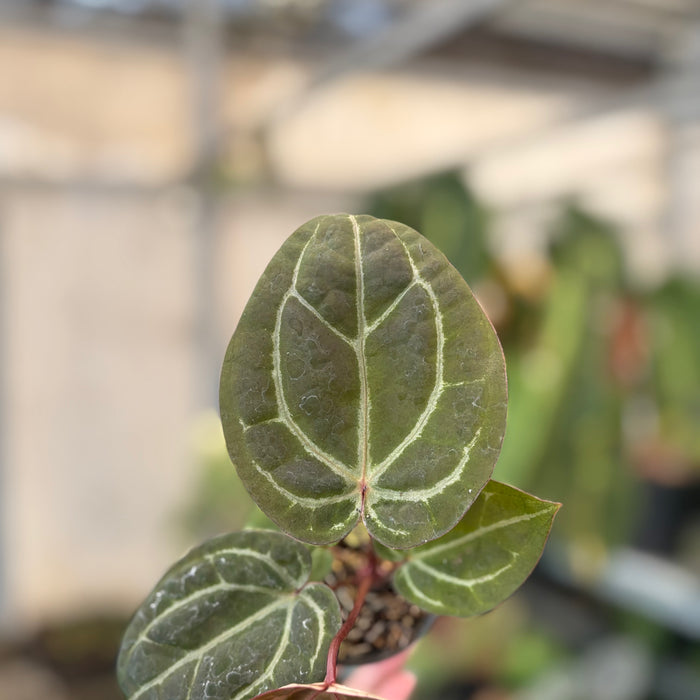 Anthurium Michelle x BVIT ZM Red