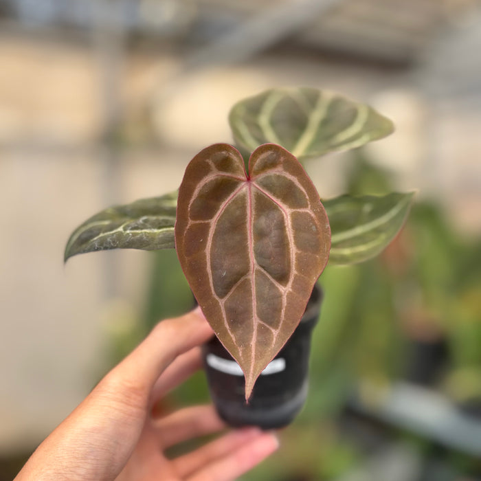 Anthurium Michelle x BVIT ZM Red