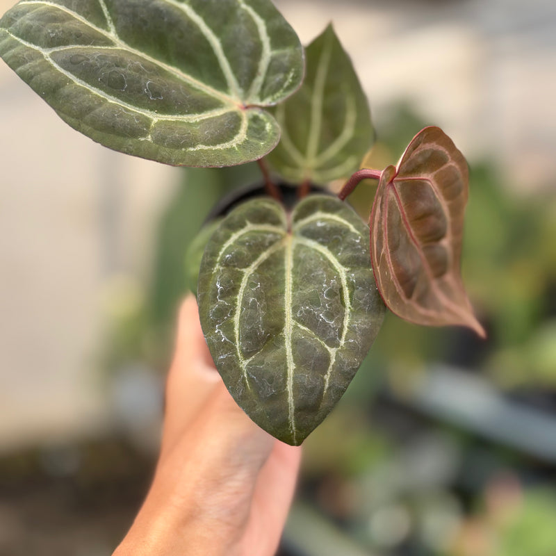 Anthurium Michelle x BVIT ZM Red