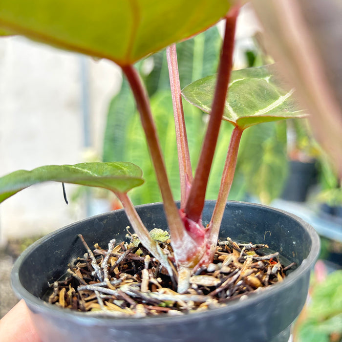 Anthurium Michelle x BVIT ZM Red