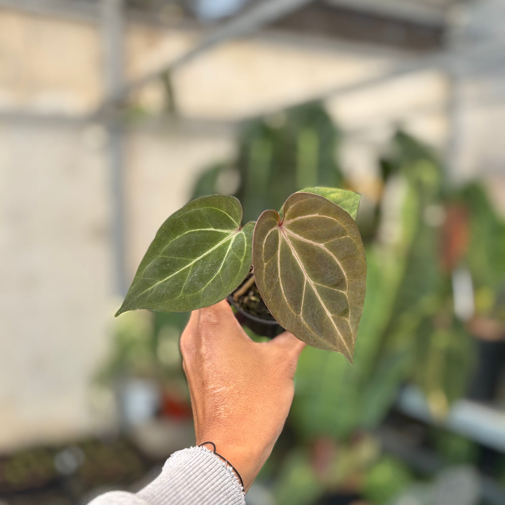 Anthurium Angela x Black Widow — Aroidasia