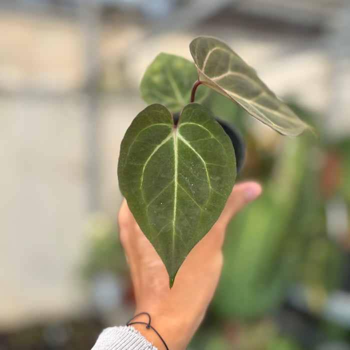 Anthurium Angela x Black Widow