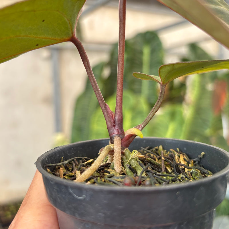 Anthurium Angela x Black Widow