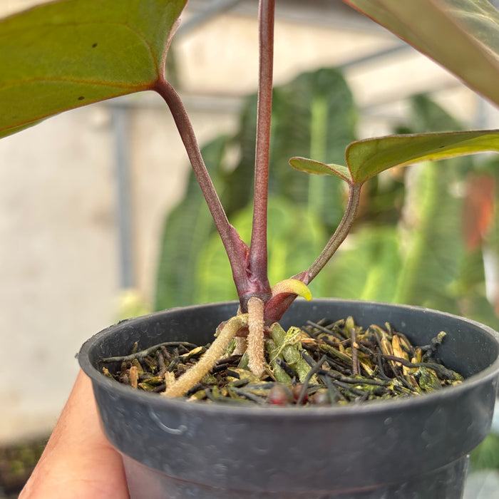 Anthurium Angela x Black Widow