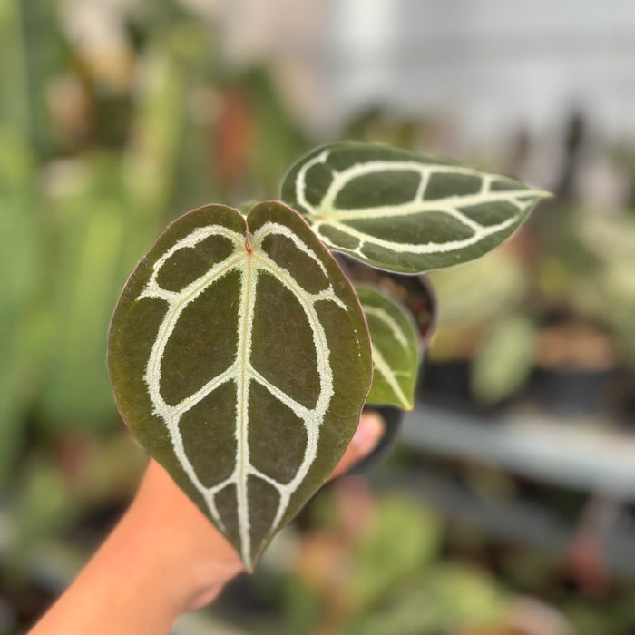 Anthurium Panglima x BVIT x Zara Michelle