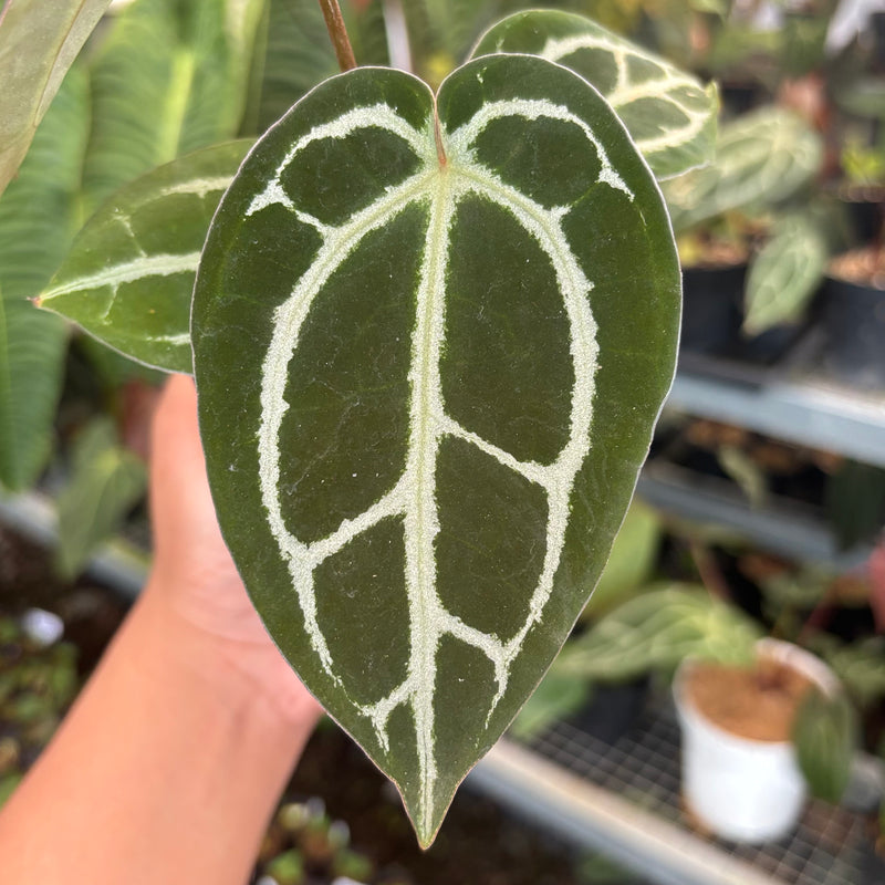 Anthurium Panglima x BVIT x Zara Michelle