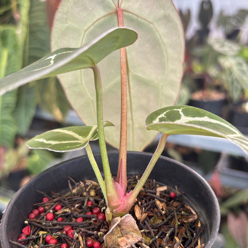 Anthurium Panglima x BVIT x Zara Michelle