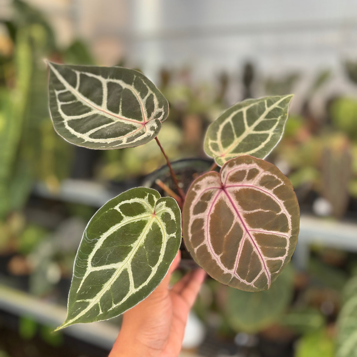 Anthurium HU x Red x Michelle x Torto — Aroidasia