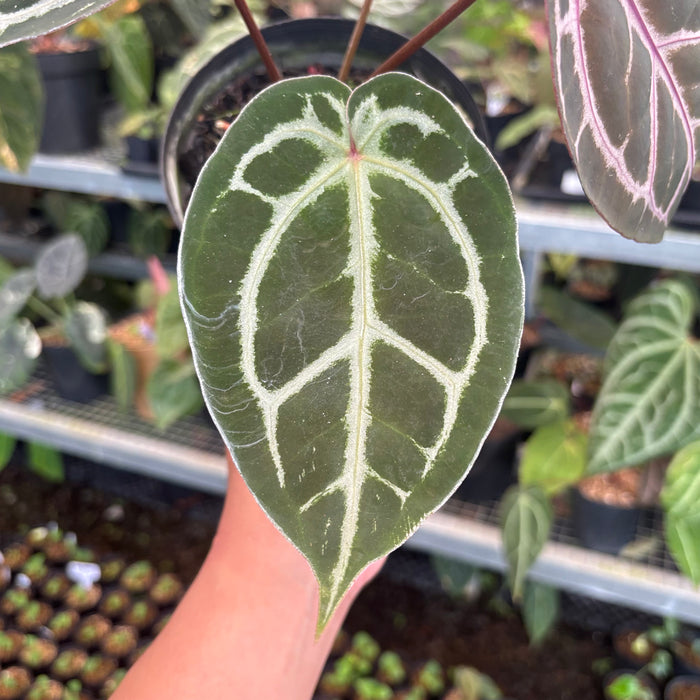 Anthurium HU x Red x Michelle x Torto