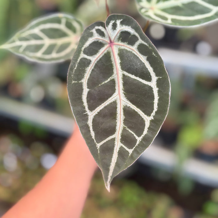 Anthurium HU x Red x Michelle x Torto