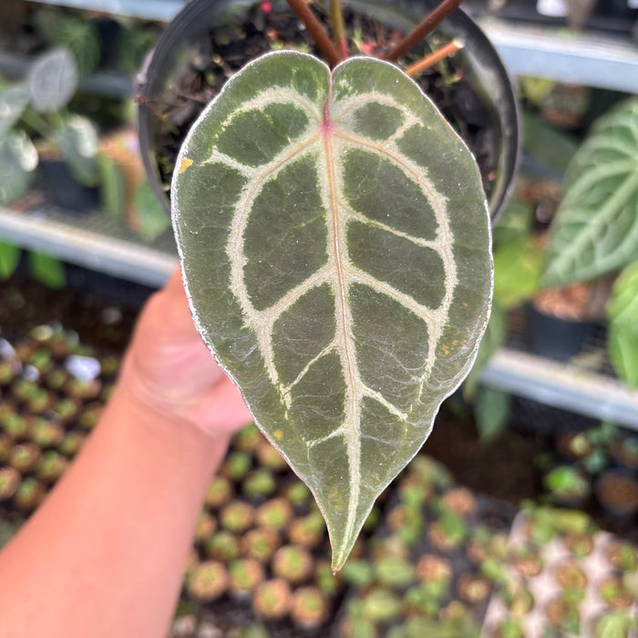 Anthurium HU x Red x Michelle x Torto