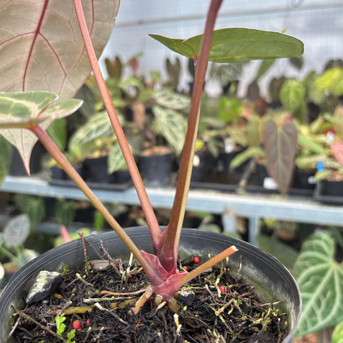 Anthurium HU x Red x Michelle x Torto