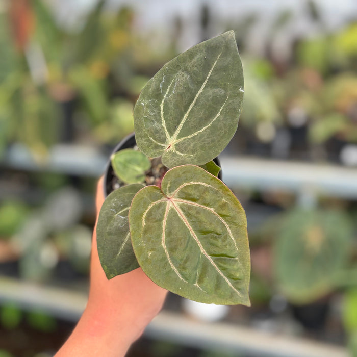 Anthurium Black Muscle x TSG