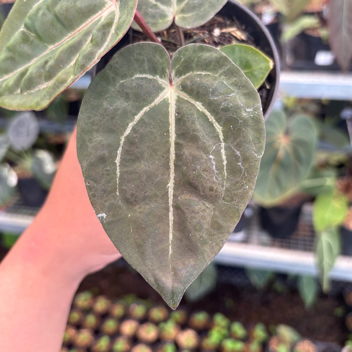 Anthurium Black Muscle x TSG