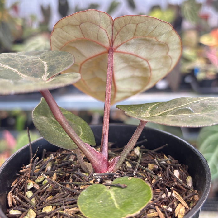 Anthurium Black Muscle x TSG