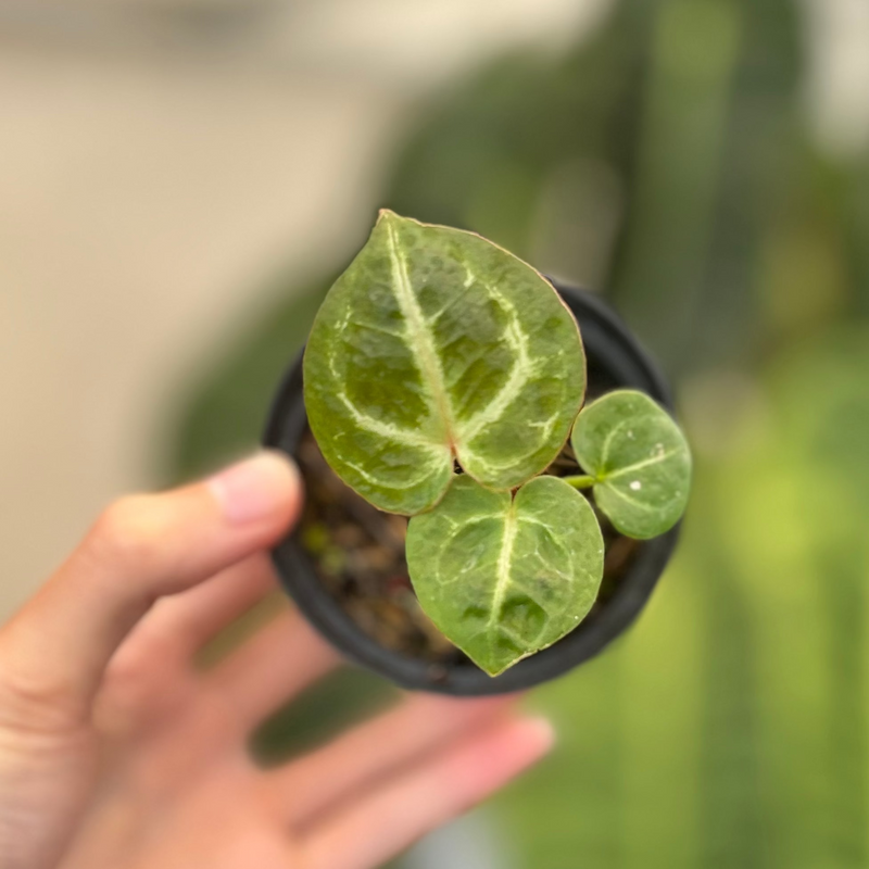 Anthurium TSG x King Of Spades