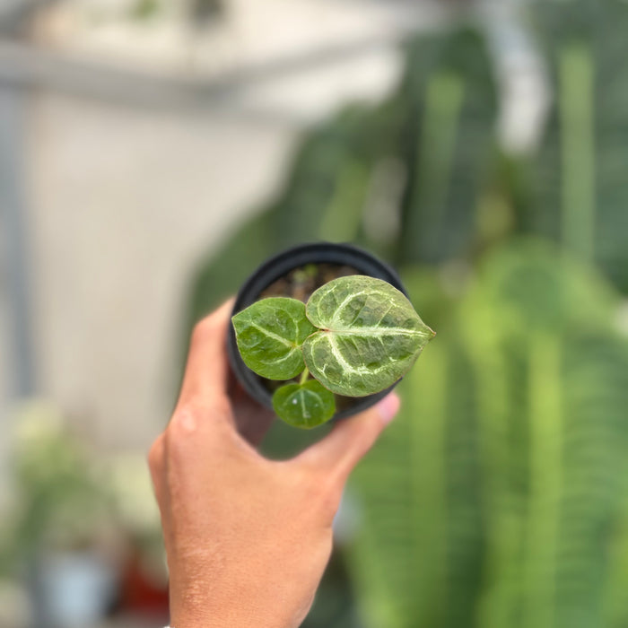 Anthurium TSG x King Of Spades