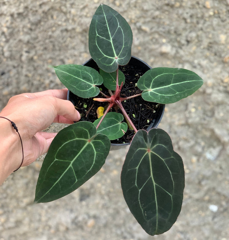 Anthurium Forgetti x (Michelle x Tirtoise Grey)