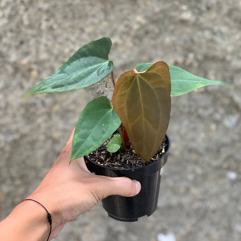 Anthurium (DHS x RVC) x RVDP Variegated