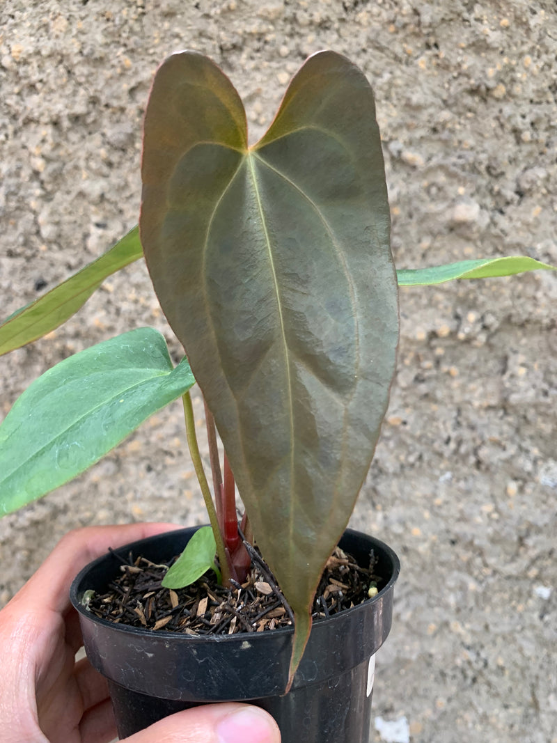 Anthurium (DHS x RVC) x RVDP Variegated