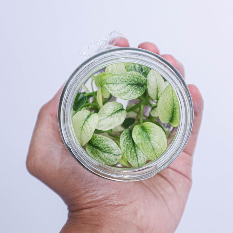 Tissue Culture - Homalomena Variegated