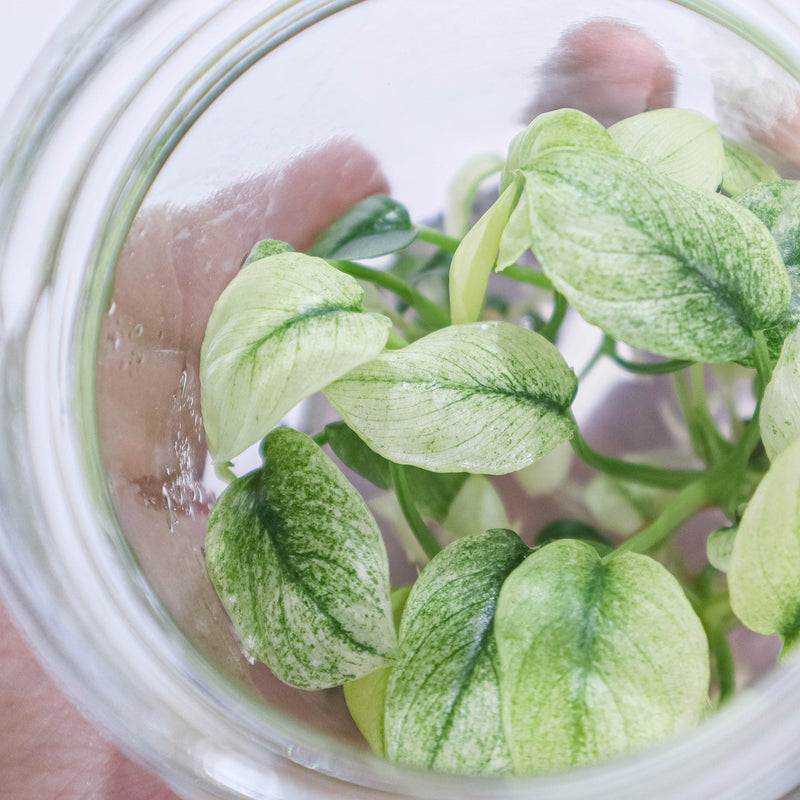Tissue Culture - Homalomena Variegated