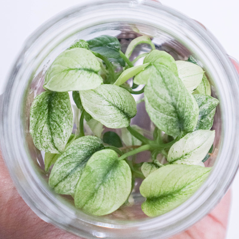 Tissue Culture - Homalomena Variegated