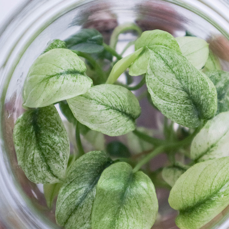 Tissue Culture - Homalomena Variegated