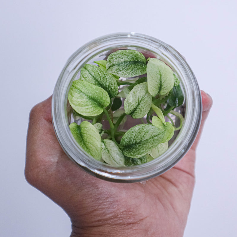 Tissue Culture - Homalomena Variegated