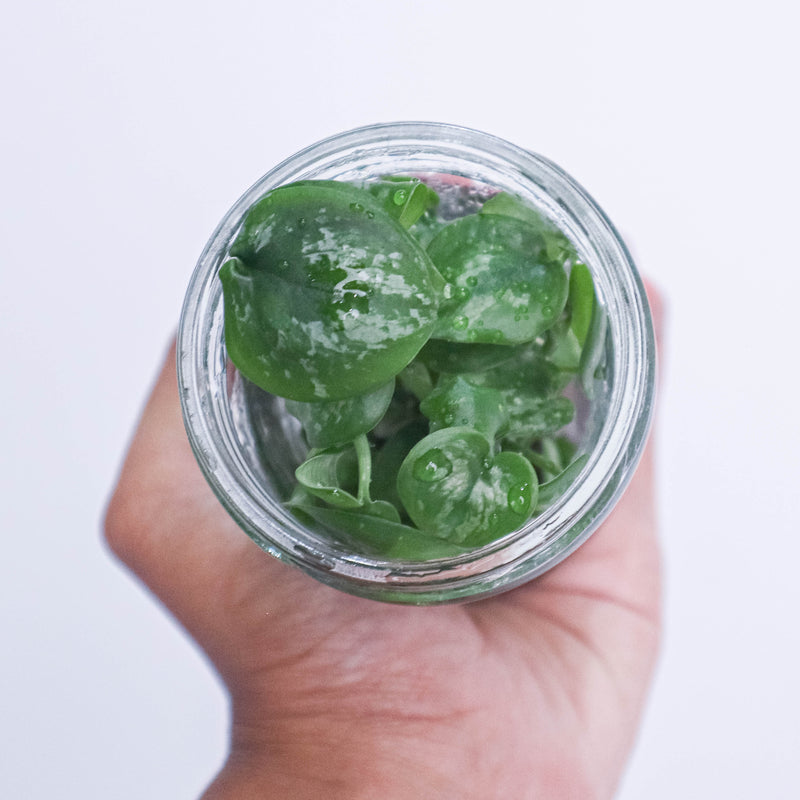 Tissue Culture - Scindapsus Exotica