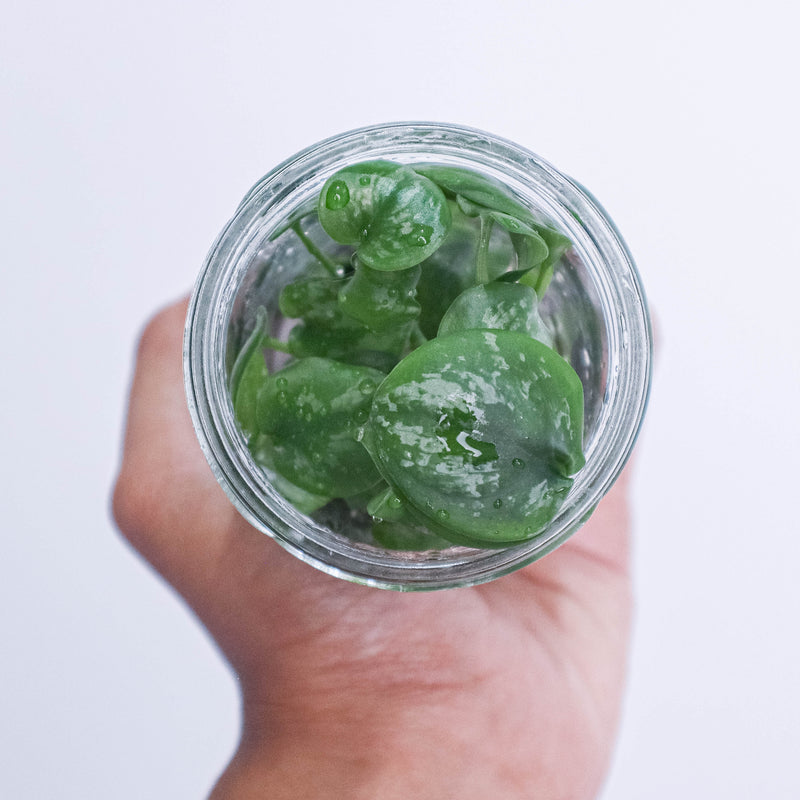 Tissue Culture - Scindapsus Exotica