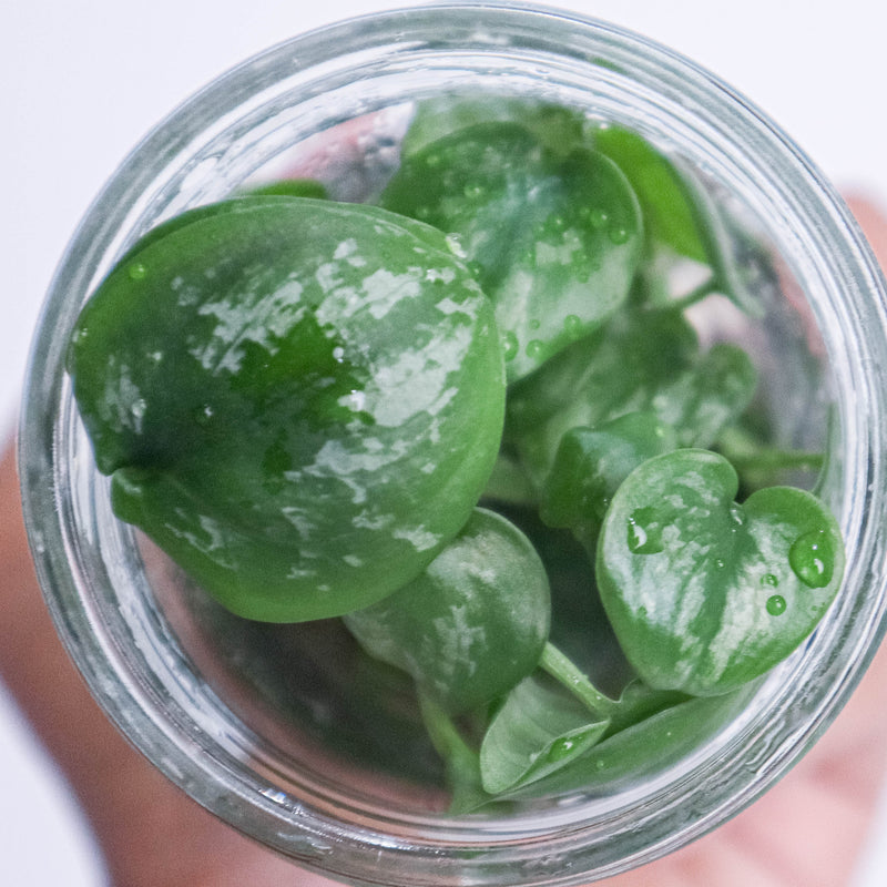 Tissue Culture - Scindapsus Exotica