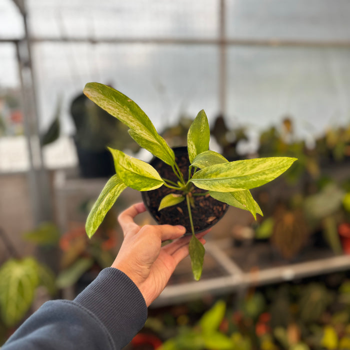2 Pcs Anthurium Vittarifolium Variegated (BOGO)