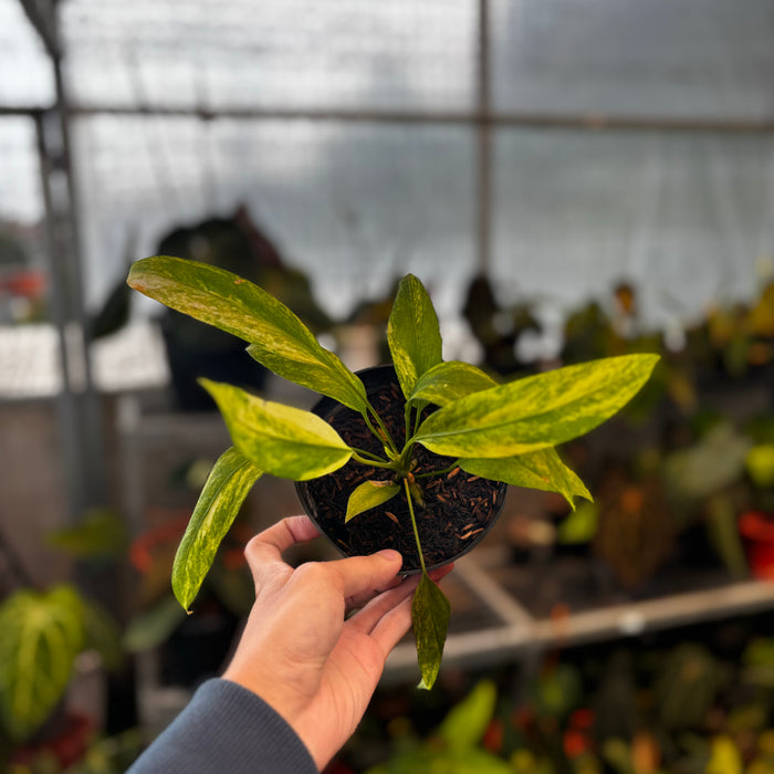 2 Pcs Anthurium Vittarifolium Variegated (BOGO)