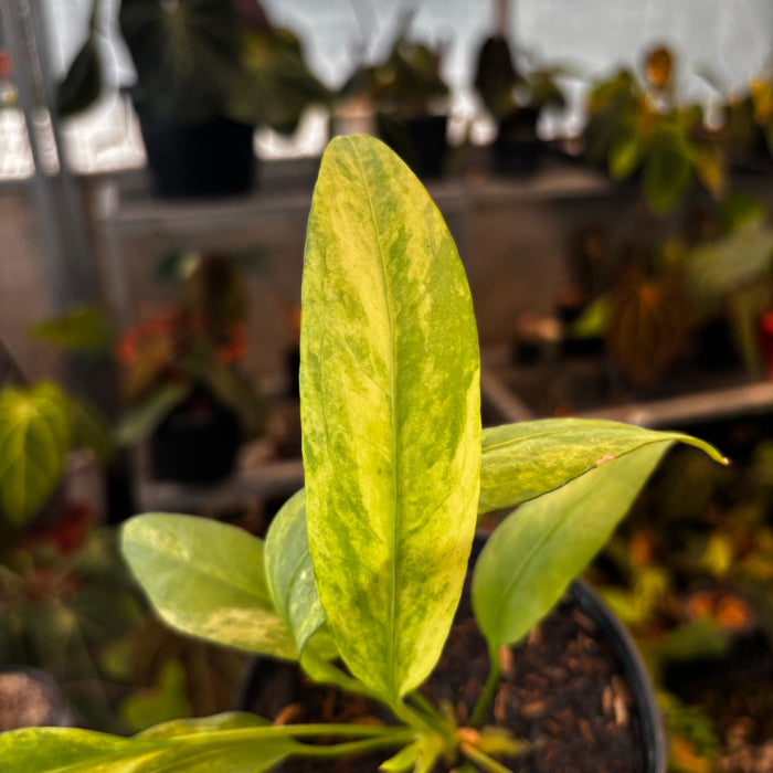 2 Pcs Anthurium Vittarifolium Variegated (BOGO)